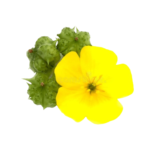 Tribulus Terrestris