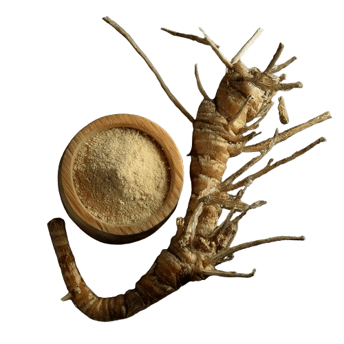 Butcher’s Broom Root
