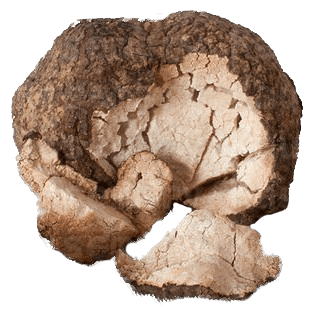 Poria Cocos Mushroom