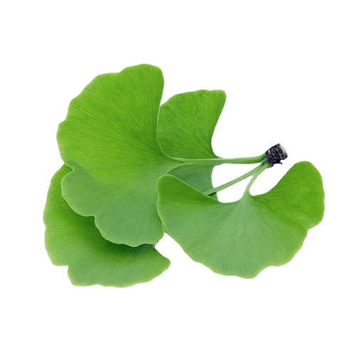 Ginkgo Biloba Extract