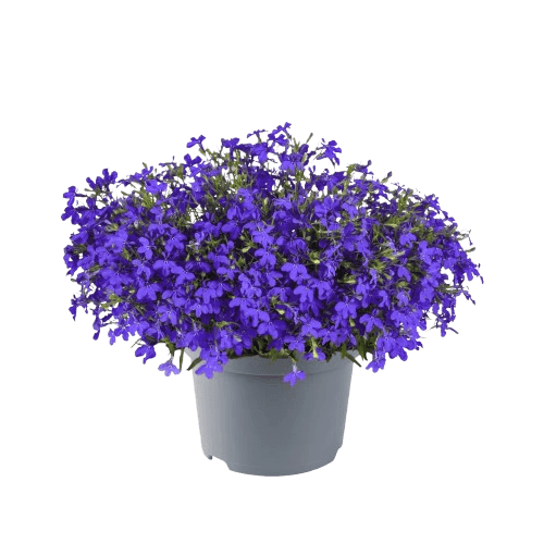 Lobelia