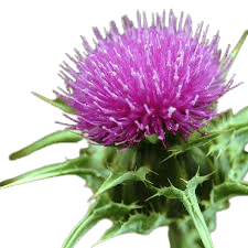 Milk Thistle