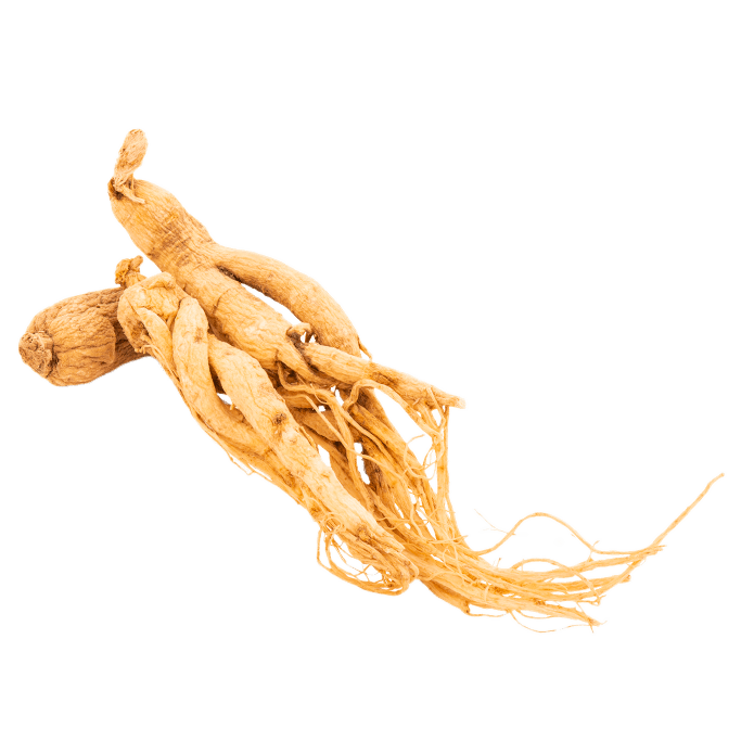 Panax Ginseng