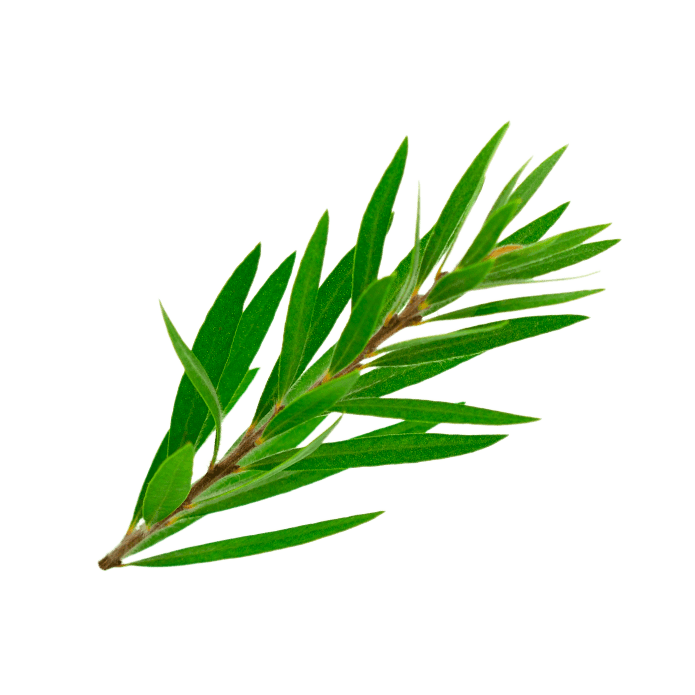 Tea Tree Leaf Oil