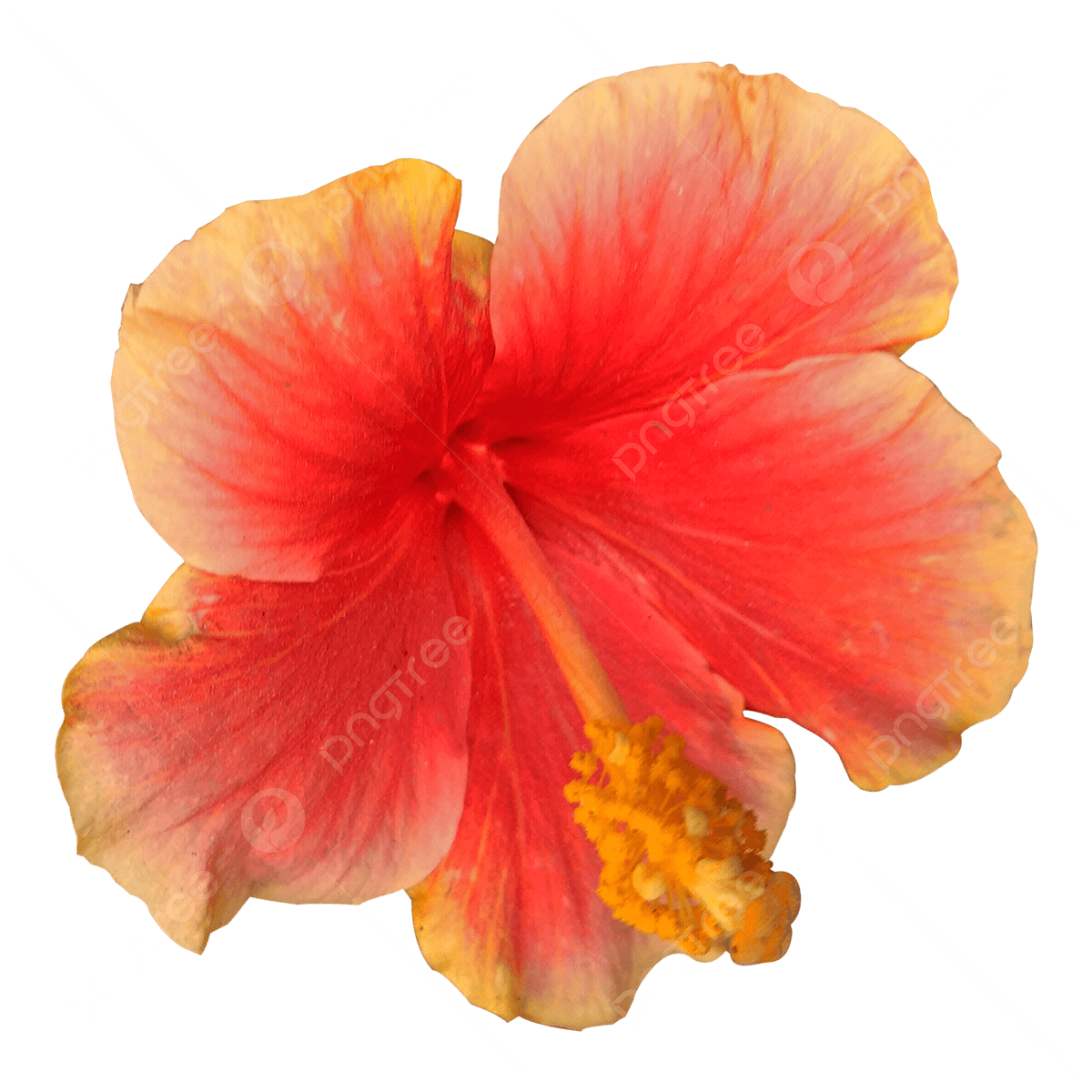 Hibiscus flower