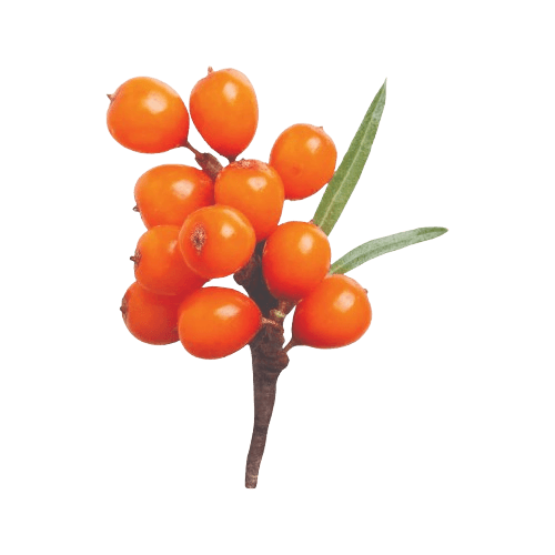 Sea Buckthorn Berry
