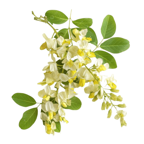 Sophora Japonica