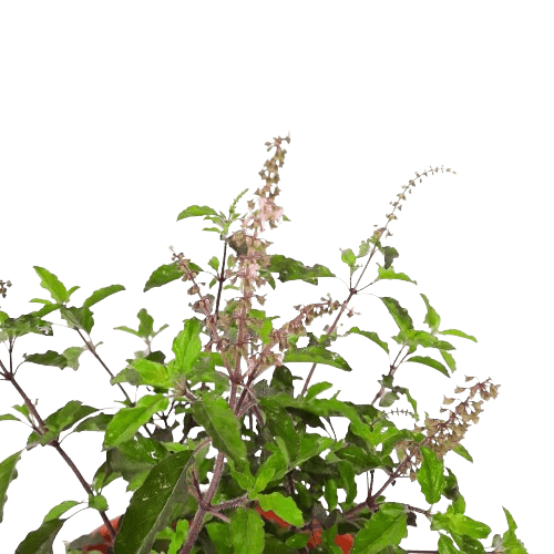 Holy Basil (Tulsi) leaf