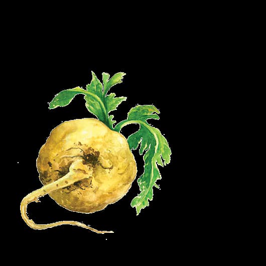 Maca Root