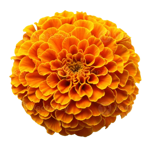 Marigold Flower