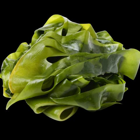 Kelp
