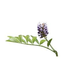 Glycyrrhiza glabra