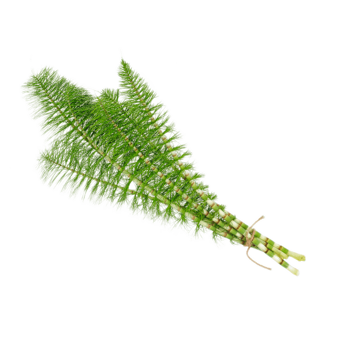 Horsetail Extract