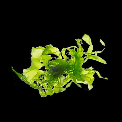 Algae Extract