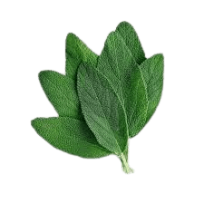 Sage Leaf 