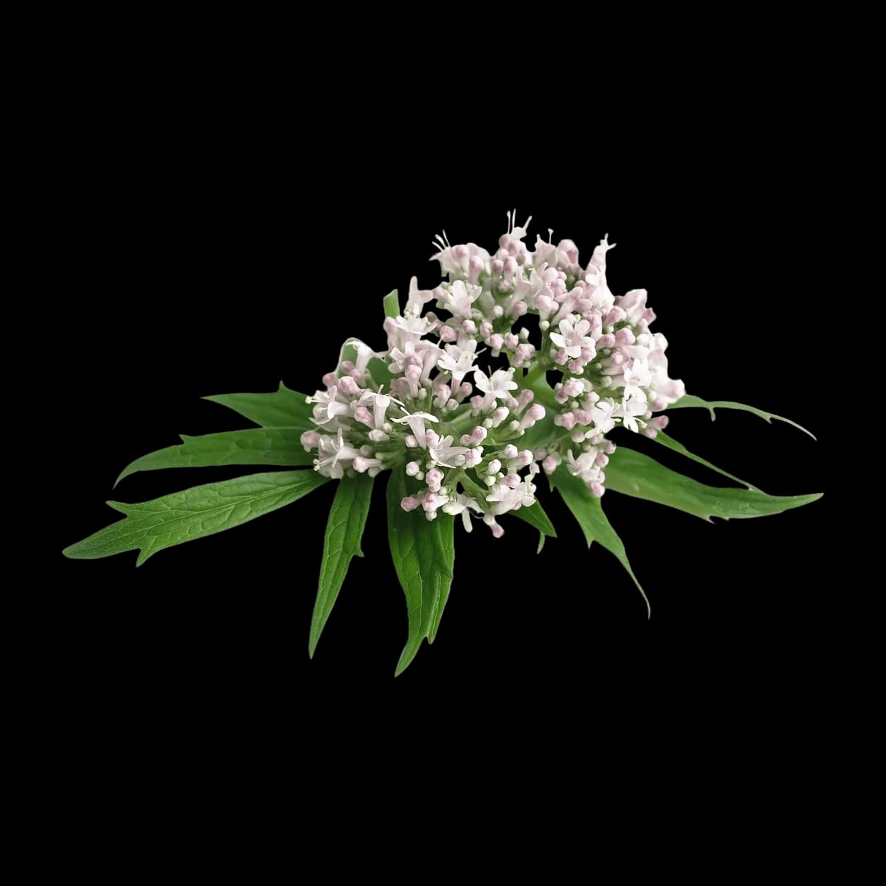 Valeriana officinalis