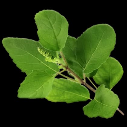 Holy Basil