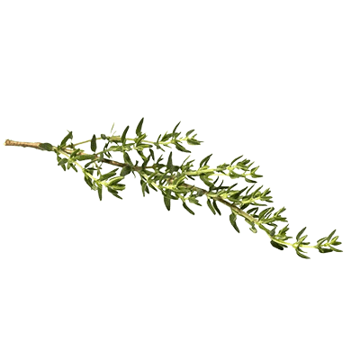 Thyme