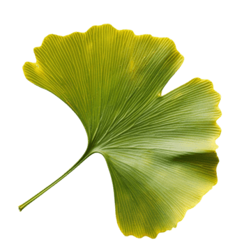 Ginkgo Biloba
