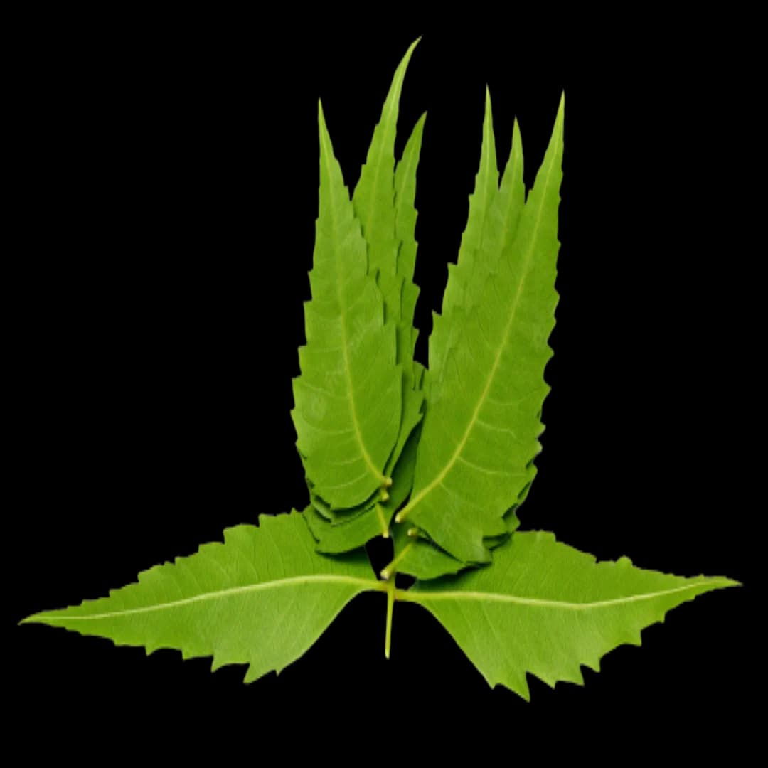 Neem Leaf