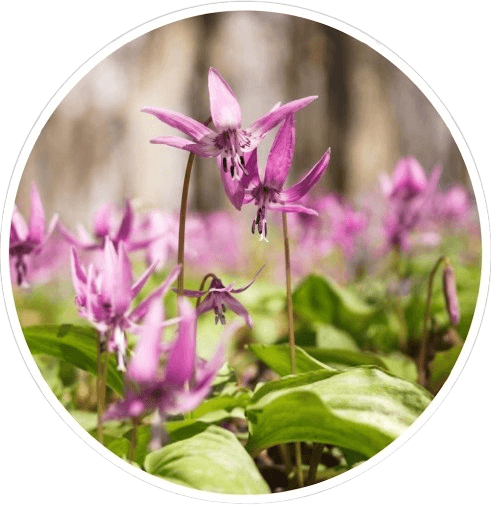 Corydalis Yanhusuo