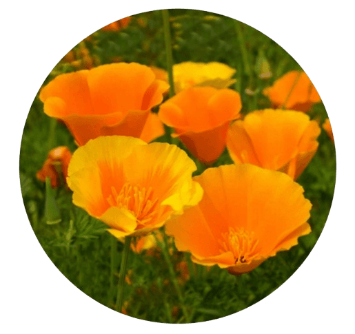 California Poppy Seed