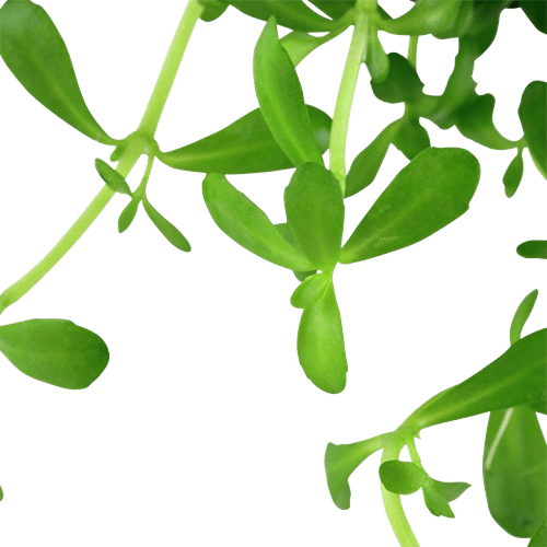 Bacopa Monnieri leaf