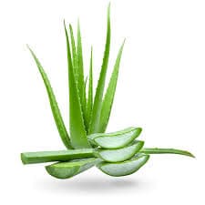 Aloe Vera Leaf