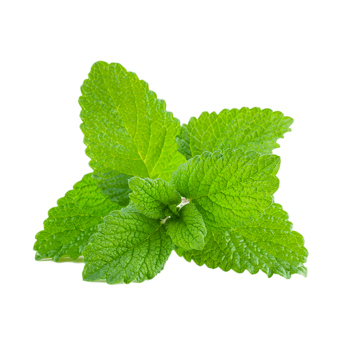 Lemon Balm 