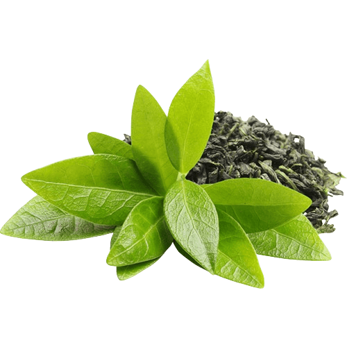 Green Tea Leaf