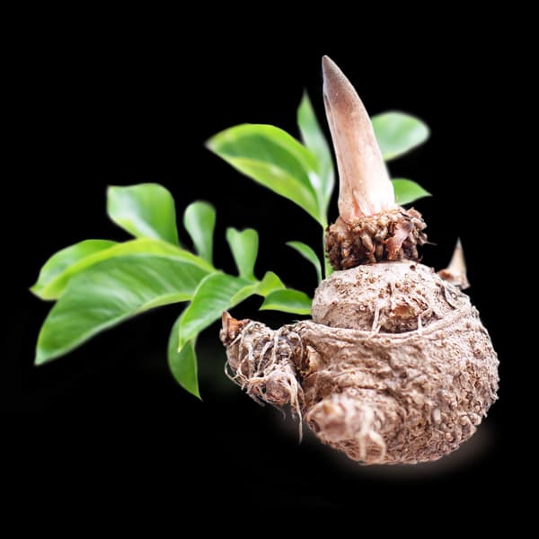 Konjac Glucomannan