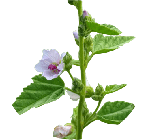 Althaea Officinalis