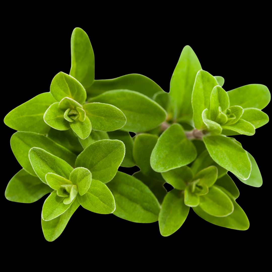 Thyme Extract