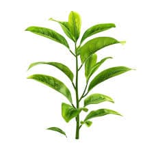 Green Tea Extract