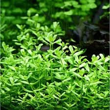 Bacopa Monnieri