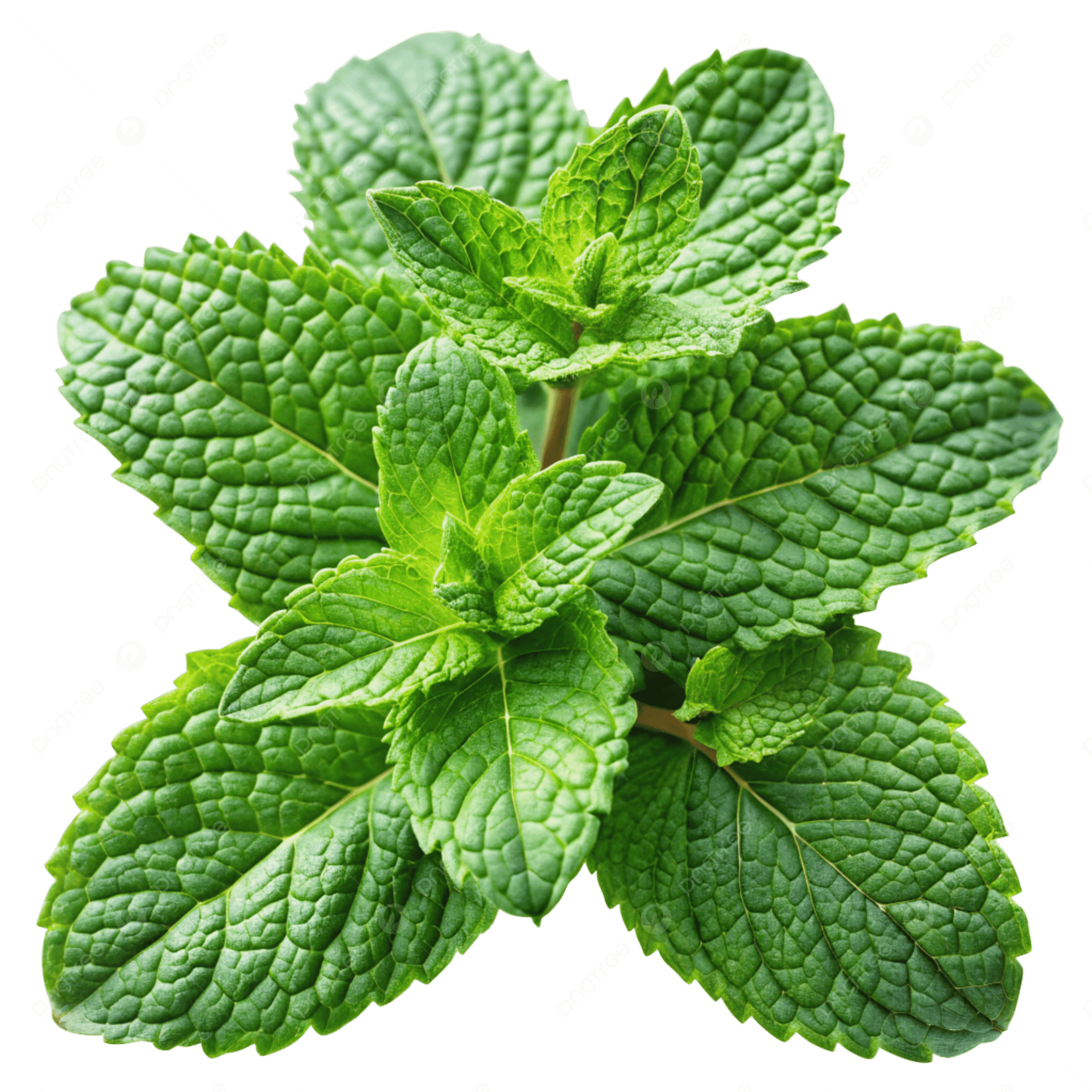 Menthol