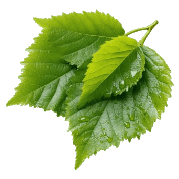 White Mulberry 