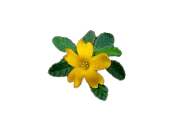 Damiana Leaf Extract
