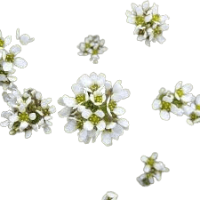 Cochlearia
