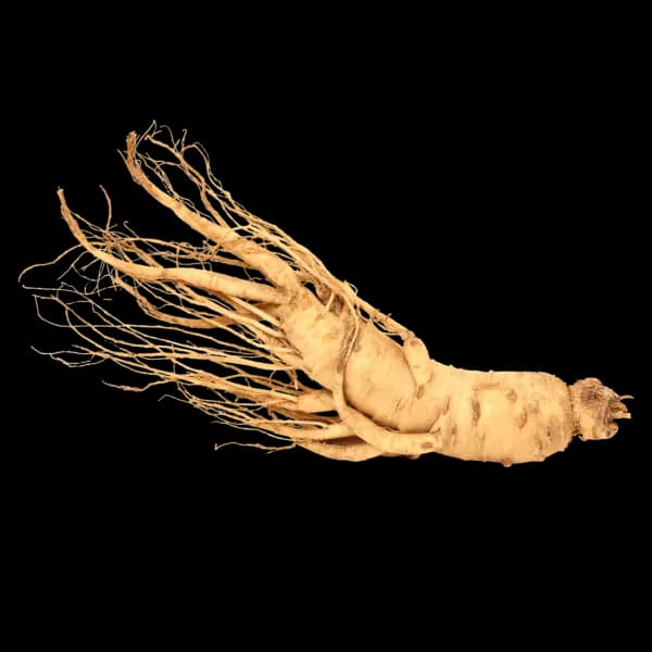 Ginseng Root Extract