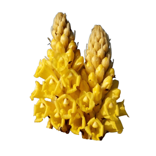 Cistanche