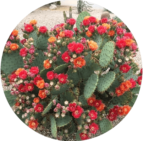 Opuntia Phaeacantha