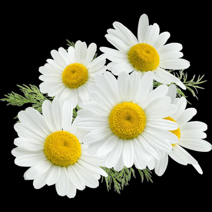 Chamomile Flower Extract