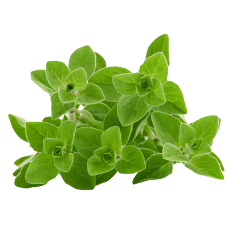 Oregano Leaf