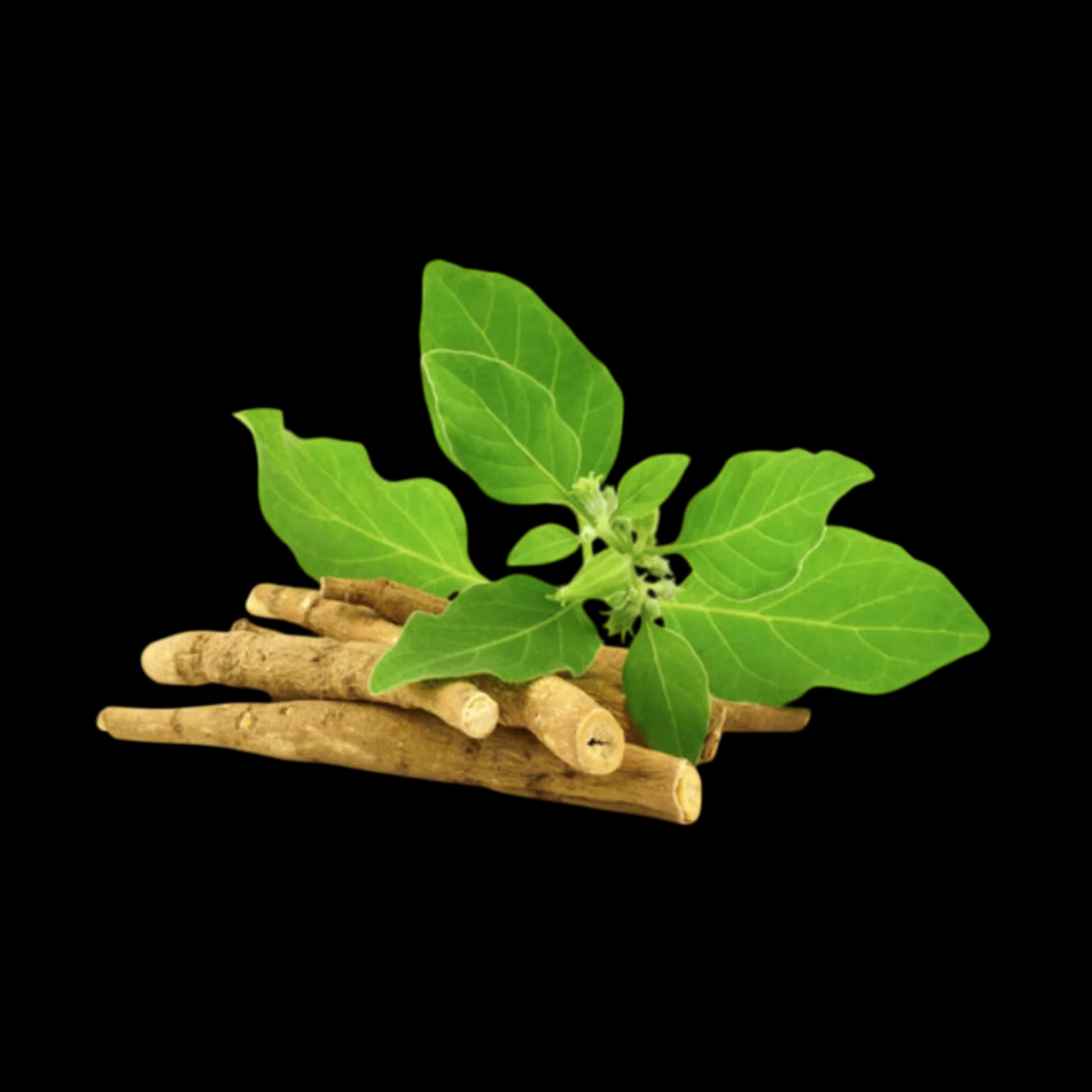 Ashwagandha Root