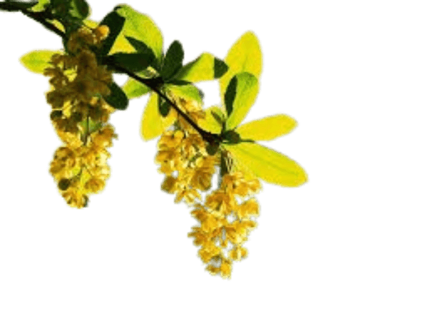 Berberine