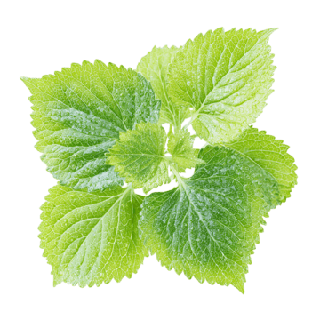 Perilla Leaf Extract
