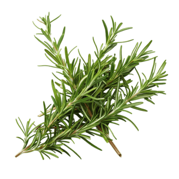 Rosemary Leaf