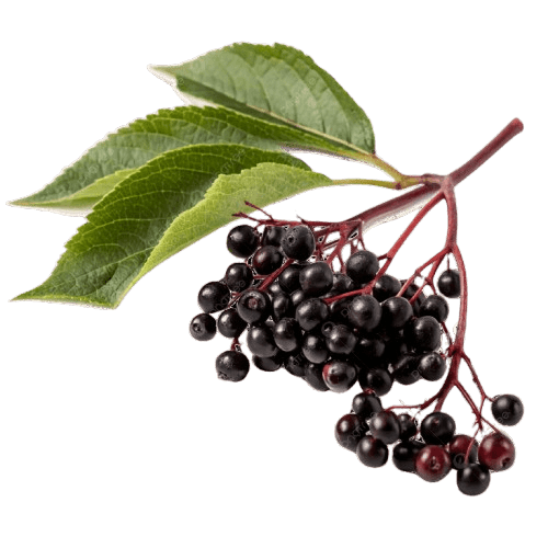 Elderberry Extract