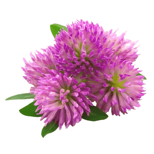 Red Clover
